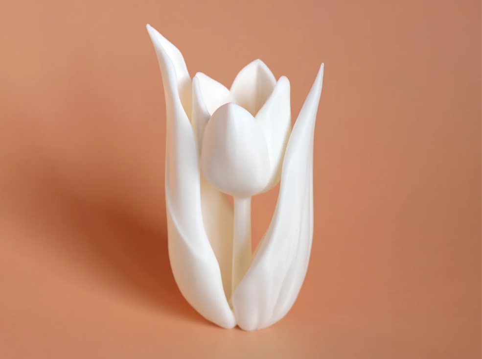 Tulip Flower
